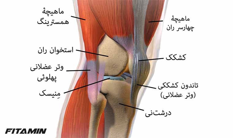 Anatomy-of-the-knee